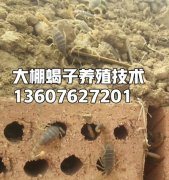<b>中国蝎子养殖基地百家号给大家说说蝎房消毒的问题</b>