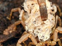<b>影响蝎子脱皮成功的因素有哪些蝎子怎么养殖才能安全蜕皮</b>