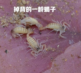 <b>食用蝎子养殖野生蝎子的功效</b>