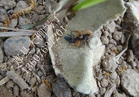 <b>蝎子养殖论坛，新手养殖蝎子要注意的事项和技巧</b>