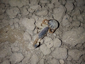 <b>养蝎子把握蝎子养殖温度湿度和光照等条件</b>