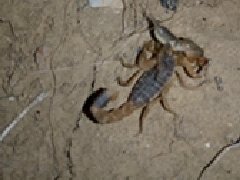 <b>小蝎子食量介绍一下，幼蝎子养殖技术</b>