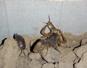<b>我国人工养殖蝎子经历的时期和阶段蝎子养殖现状</b>