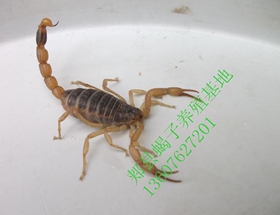 <b>蝎子养殖技术经验新手养蝎子方法</b>