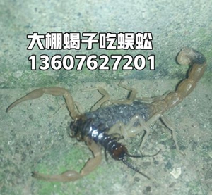 <strong>蝎子养殖湿度怎么控制，蝎子引种时间最好季节</strong>